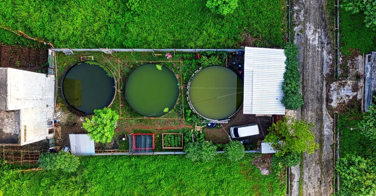 découvrez l'aquaponie, une méthode innovante et écologique alliant aquaculture et hydroponie pour cultiver des plantes et élever des poissons de manière durable.