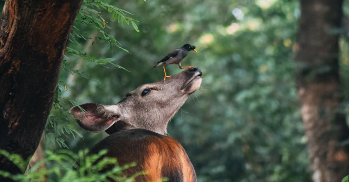 découvrez comment favoriser une coexistence harmonieuse entre les individus et les communautés pour un environnement paisible et respectueux.