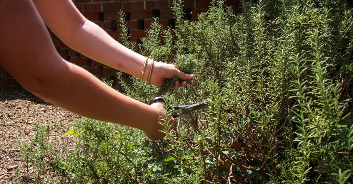 découvrez nos conseils et techniques pour la taille des plantes et arbres afin de favoriser leur croissance et leur santé.