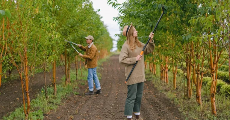 découvrez les meilleures techniques d'élagage pour entretenir vos arbres et arbustes, favoriser leur croissance et améliorer la santé de votre jardin.